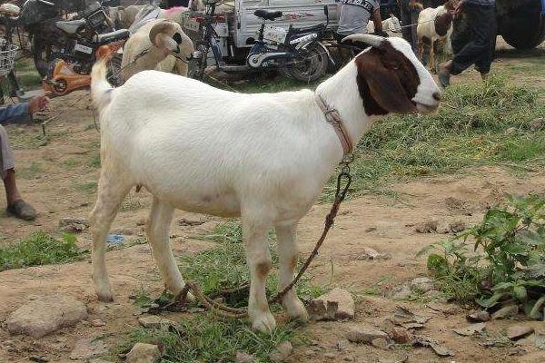 养多少羊一年能挣十万,养多少羊需要办理手续