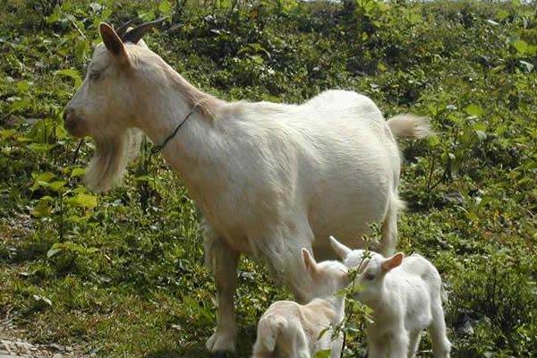 山羊养殖投资成本多少?挣钱吗?前景如何?