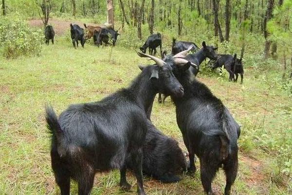 山羊养殖投资成本多少?挣钱吗?前景如何?