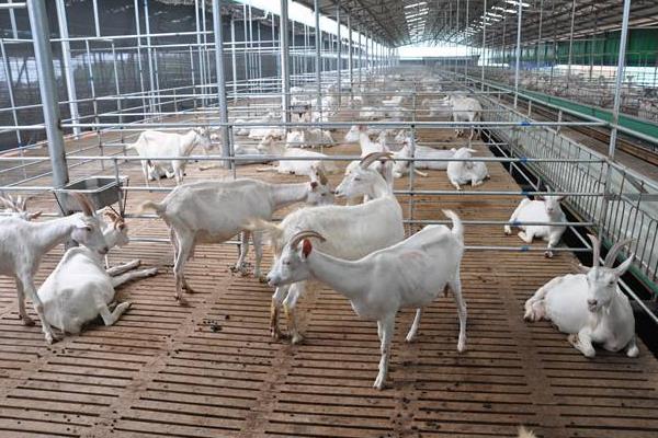 山羊养殖投资成本多少?挣钱吗?前景如何?