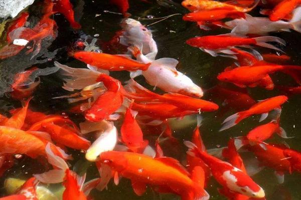 锦鲤养殖的方法与技巧,锦鲤养殖前景和利润