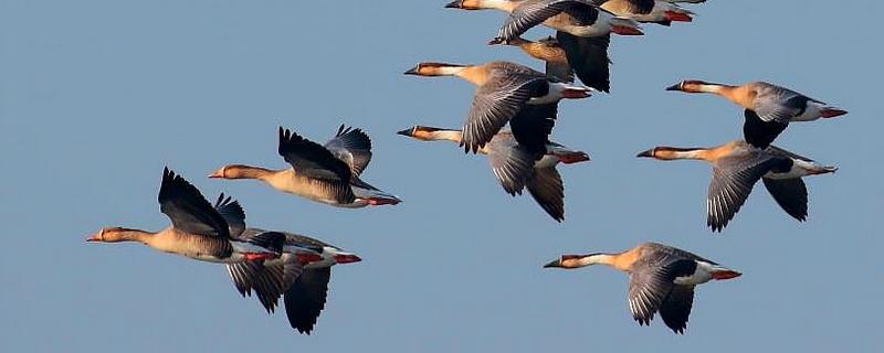 大雁市场价多少一斤？大雁养殖有销路吗？