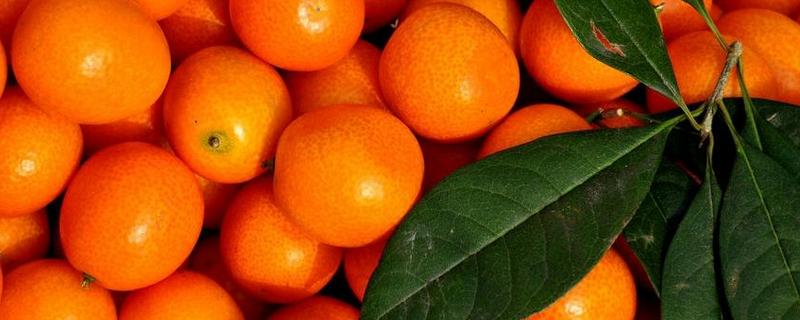 融安金桔多少一斤？为什么那么甜？和桂林金桔区别？