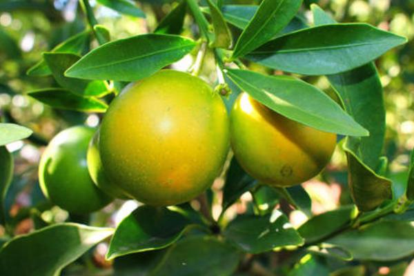 融安金桔多少一斤?为什么那么甜?和桂林金桔区别?