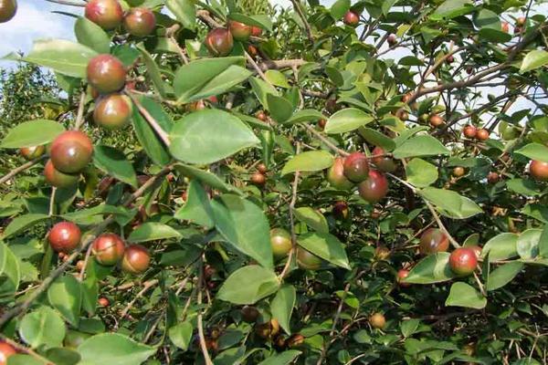 种油茶10亩地年收入,种油茶树赚钱吗,有补贴吗?