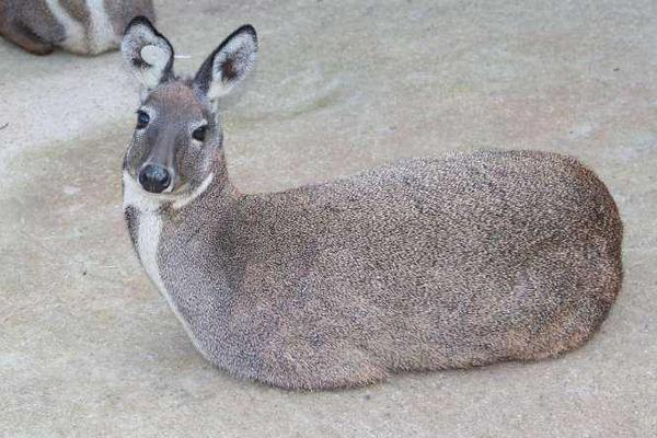 林麝养殖需要投资多少,林麝养殖需要什么手续