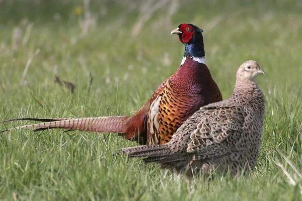 农村养殖什么利润高,有哪些好的养殖业