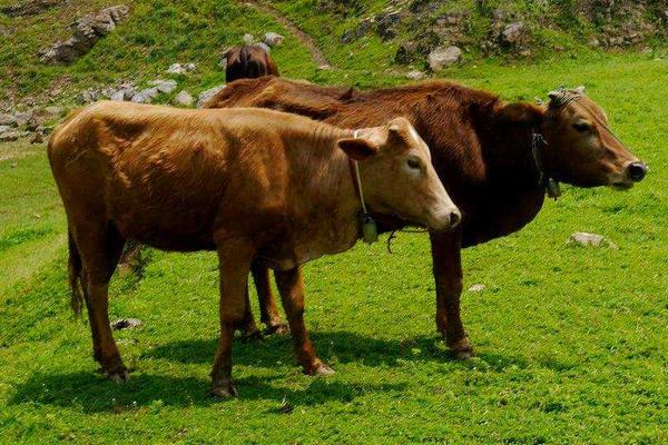 2020年养什么挣钱,2020年养殖什么最合适