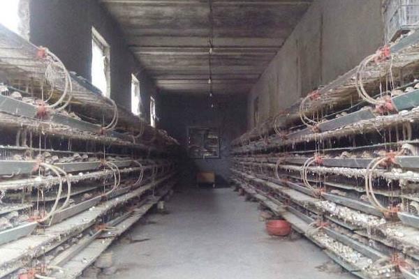 养殖鹌鹑为什么赔钱,附风险和利润分析