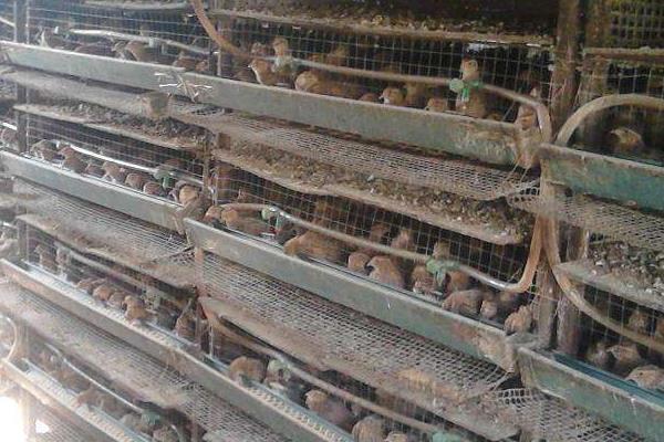 养殖鹌鹑为什么赔钱,附风险和利润分析