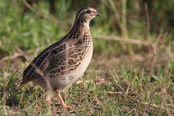 养殖鹌鹑为什么赔钱,附风险和利润分析