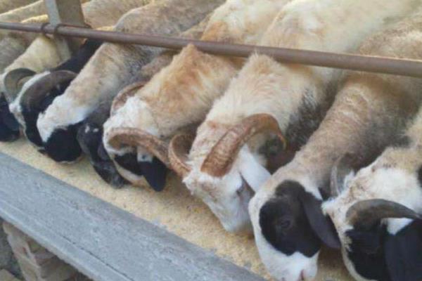 育肥羊的利润与成本,利润有多大?