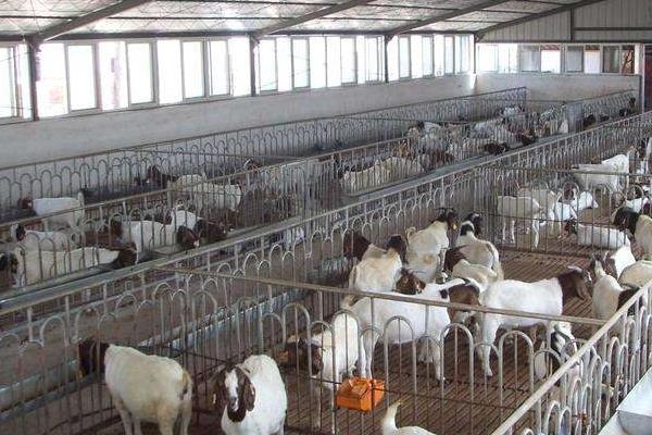 育肥羊的利润与成本,利润有多大?