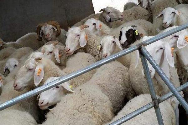 育肥羊的利润与成本,利润有多大?