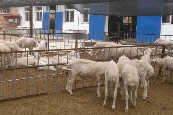 育肥羊的利润与成本,利润有多大?