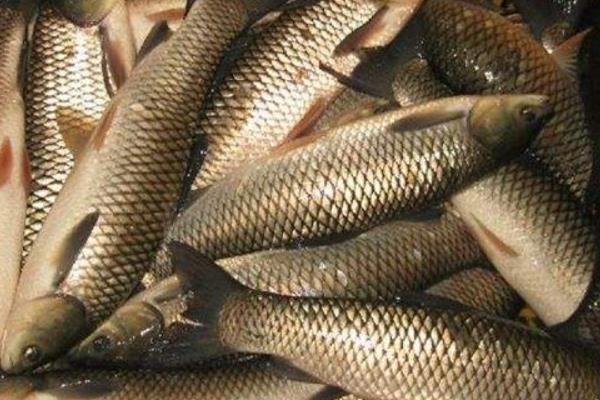 草鱼养殖成本利润计算,草鱼养殖亩产多少斤