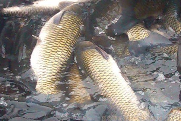 草鱼养殖成本利润计算,草鱼养殖亩产多少斤