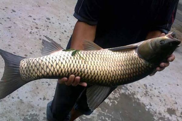 草鱼养殖成本利润计算,草鱼养殖亩产多少斤