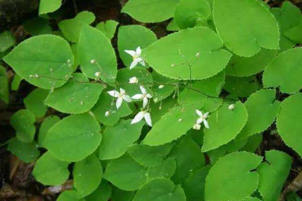 霪羊藿市场价多少?怎么吃效果更好?