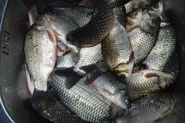 卖鱼的利润有多少?卖鱼挣钱吗?一年能挣多少钱?