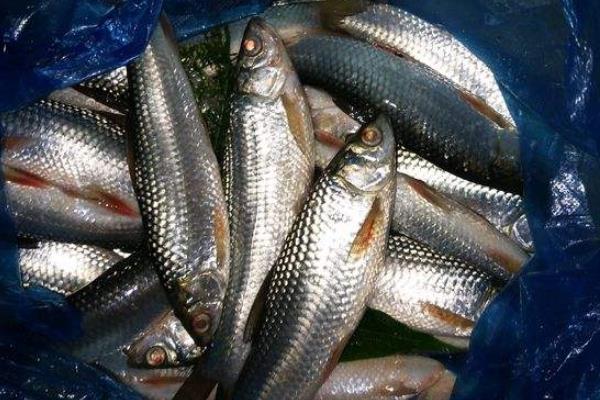 卖鱼的利润有多少?卖鱼挣钱吗?一年能挣多少钱?