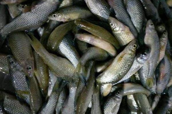 卖鱼的利润有多少?卖鱼挣钱吗?一年能挣多少钱?