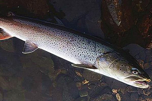 哲罗鲑最大能有多大,哲罗鲑是什么鱼