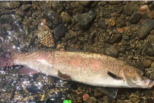 哲罗鲑最大能有多大,哲罗鲑是什么鱼