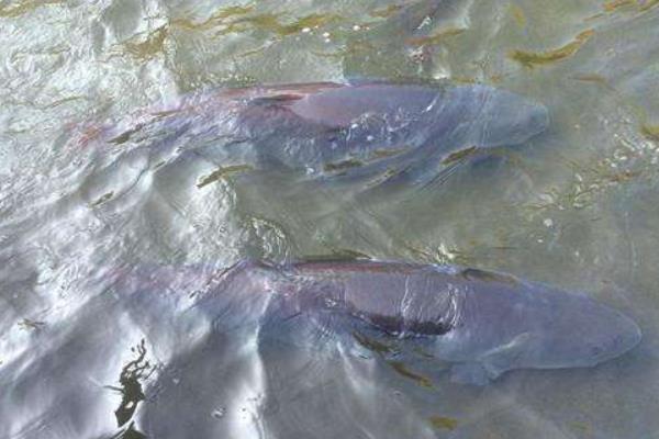 哲罗鲑最大能有多大,哲罗鲑是什么鱼