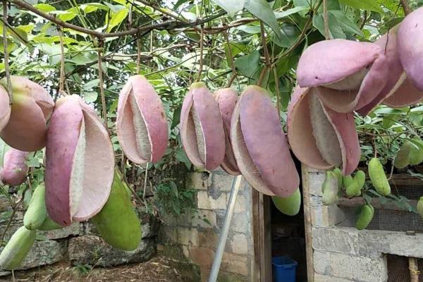 八月瓜有销路吗,八月瓜树苗价格,八月瓜种植是骗局吗