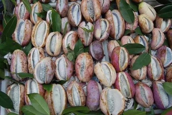 八月瓜有销路吗,八月瓜树苗价格,八月瓜种植是骗局吗