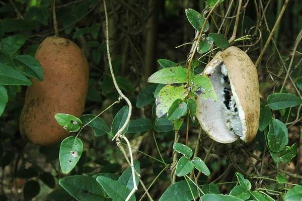 八月瓜有销路吗,八月瓜树苗价格,八月瓜种植是骗局吗