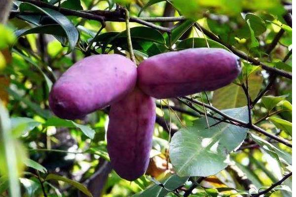 八月瓜有销路吗,八月瓜树苗价格,八月瓜种植是骗局吗