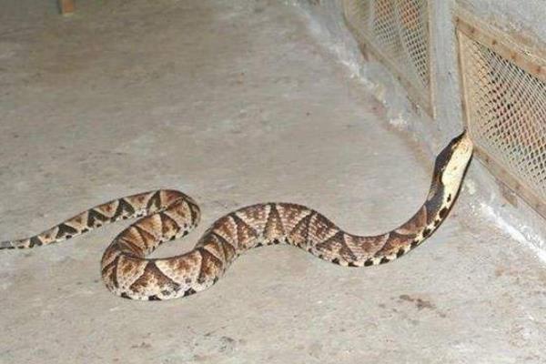 银环蛇和五步蛇谁更毒,和眼镜蛇相比呢?