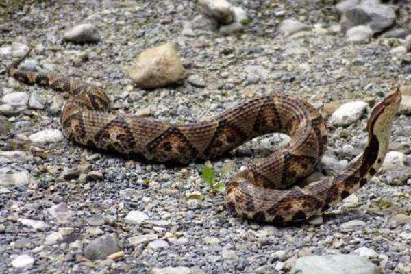 银环蛇和五步蛇谁更毒,和眼镜蛇相比呢?