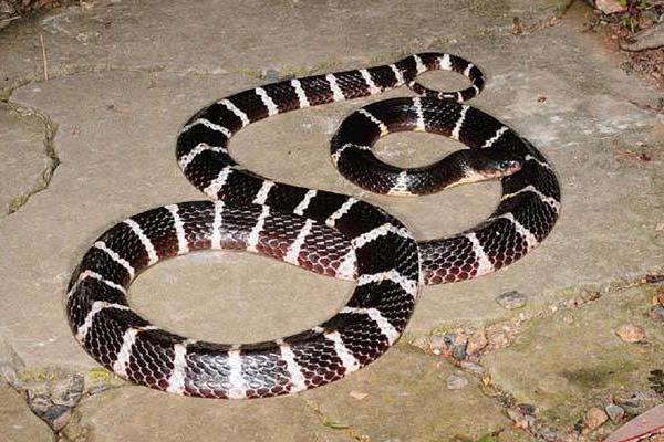 银环蛇和五步蛇谁更毒,和眼镜蛇相比呢?