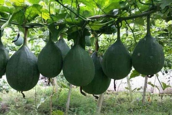 瓜蒌种植技术及亩收益,附成本计算