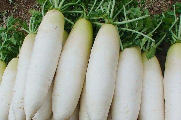 白萝卜发青了还能吃吗（是怎么回事），发芽了还能吃吗