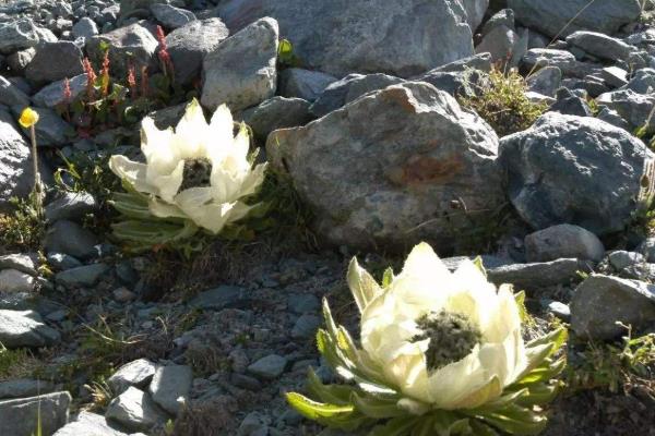 药材市场最缺什么药材,什么中药材缺口大