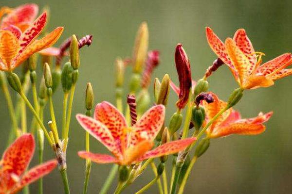 药材市场最缺什么药材,什么中药材缺口大