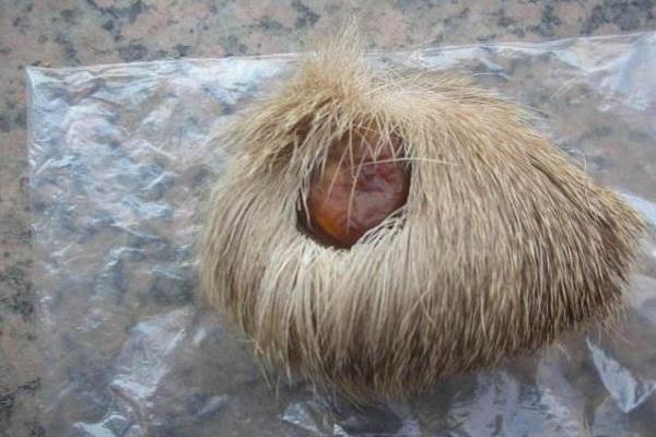 药材市场最缺什么药材,什么中药材缺口大