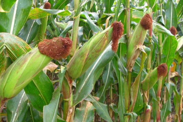 植物细胞分列素怎么用,用于哪些植物?