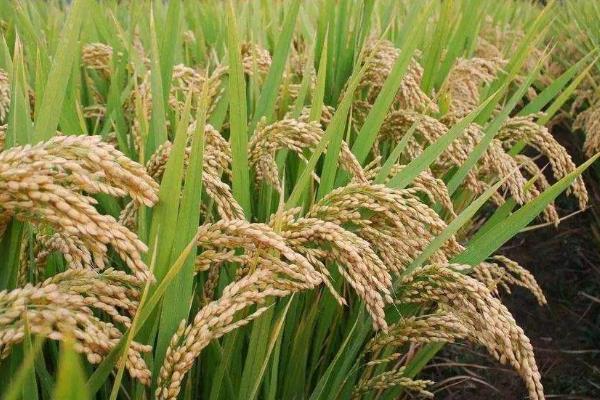 植物细胞分列素怎么用,用于哪些植物?