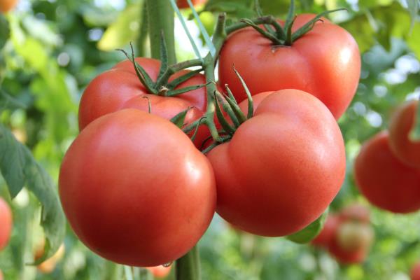 植物细胞分列素怎么用,用于哪些植物?