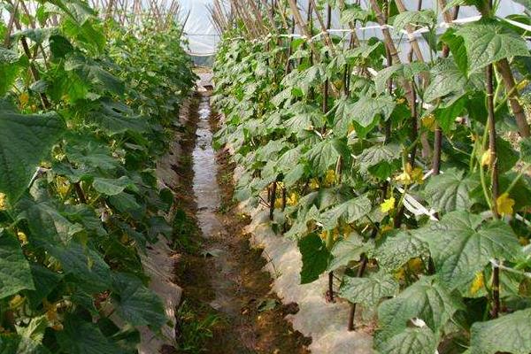 植物细胞分列素怎么用,用于哪些植物?