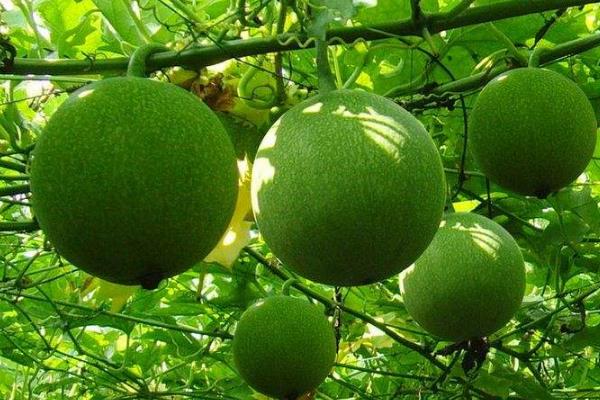 瓜蒌种植技术及亩收益,附成本计算