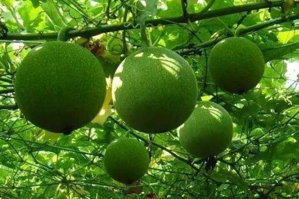 瓜蒌种植技术及亩收益,附成本计算