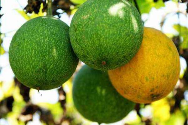 瓜蒌种植技术及亩收益,附成本计算