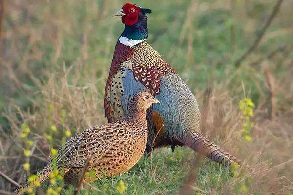 什么家禽生长周期最短,好养又赚钱