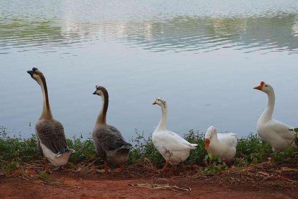 什么家禽生长周期最短,好养又赚钱